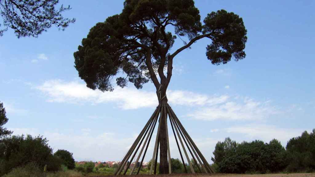 El pi d'en Xandri de Sant Cugat del Vallès