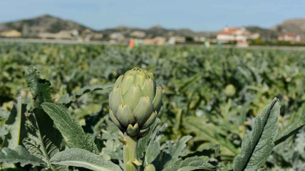 Cultivos de alcachofas de Sant Boi de Llobregat