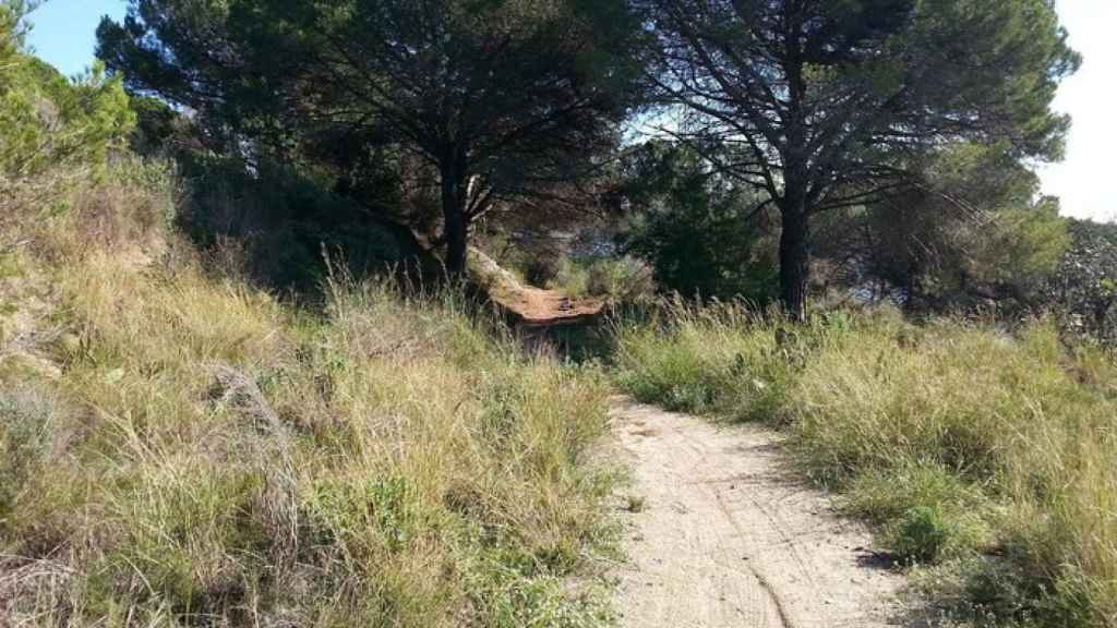 Zona boscosa de la carretera de la Vallensana, en Badalona