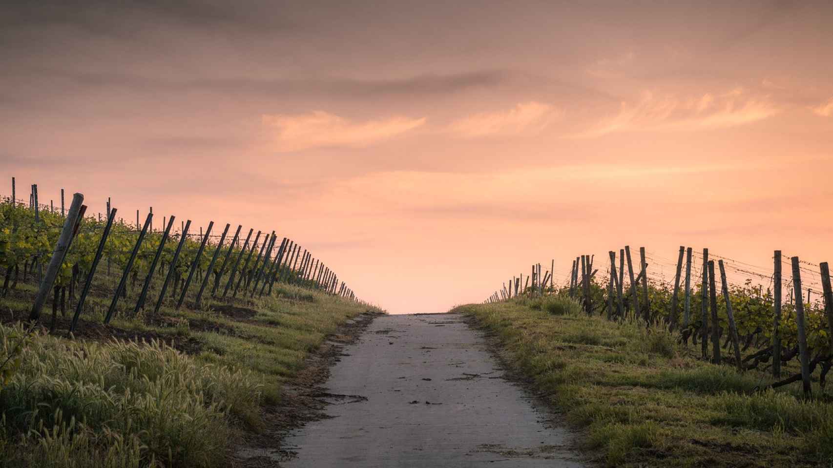 Camino vallado atraviesa una zona de cultivo