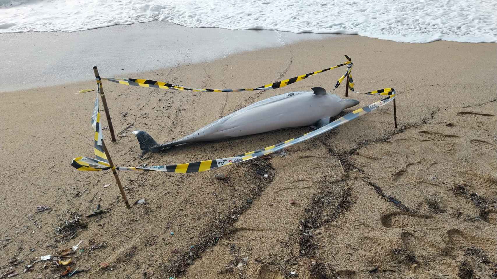 El delfín muerto en la playa de Badalona