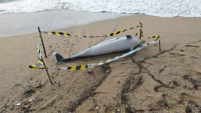 El delfín muerto en la playa de Badalona