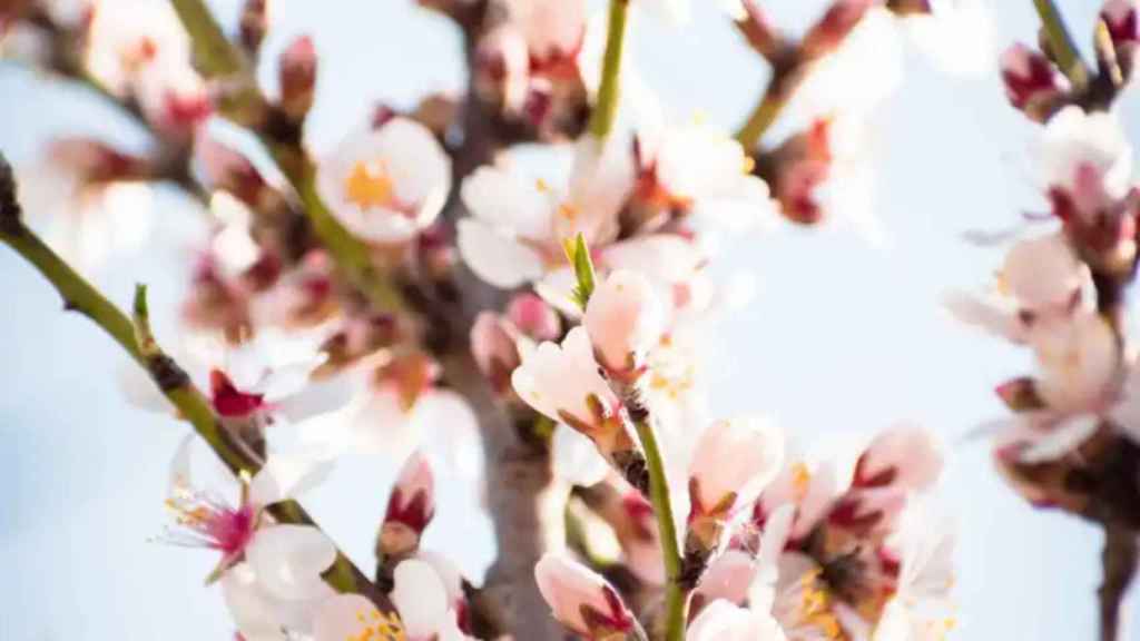 Un almendro en flor