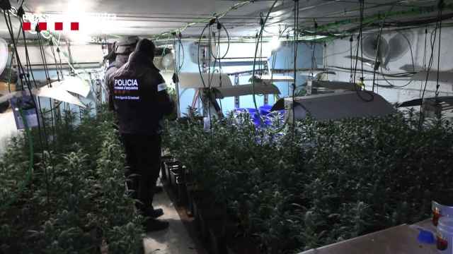 Plantación de marihuana en El Prat