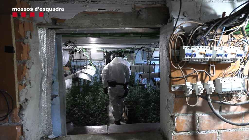 Registro en una de las viviendas que cultivaba y comercializaba drogas