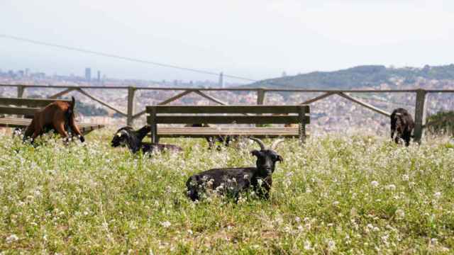 Cabras pastando en la Sierra de Collserola, en Barcelona