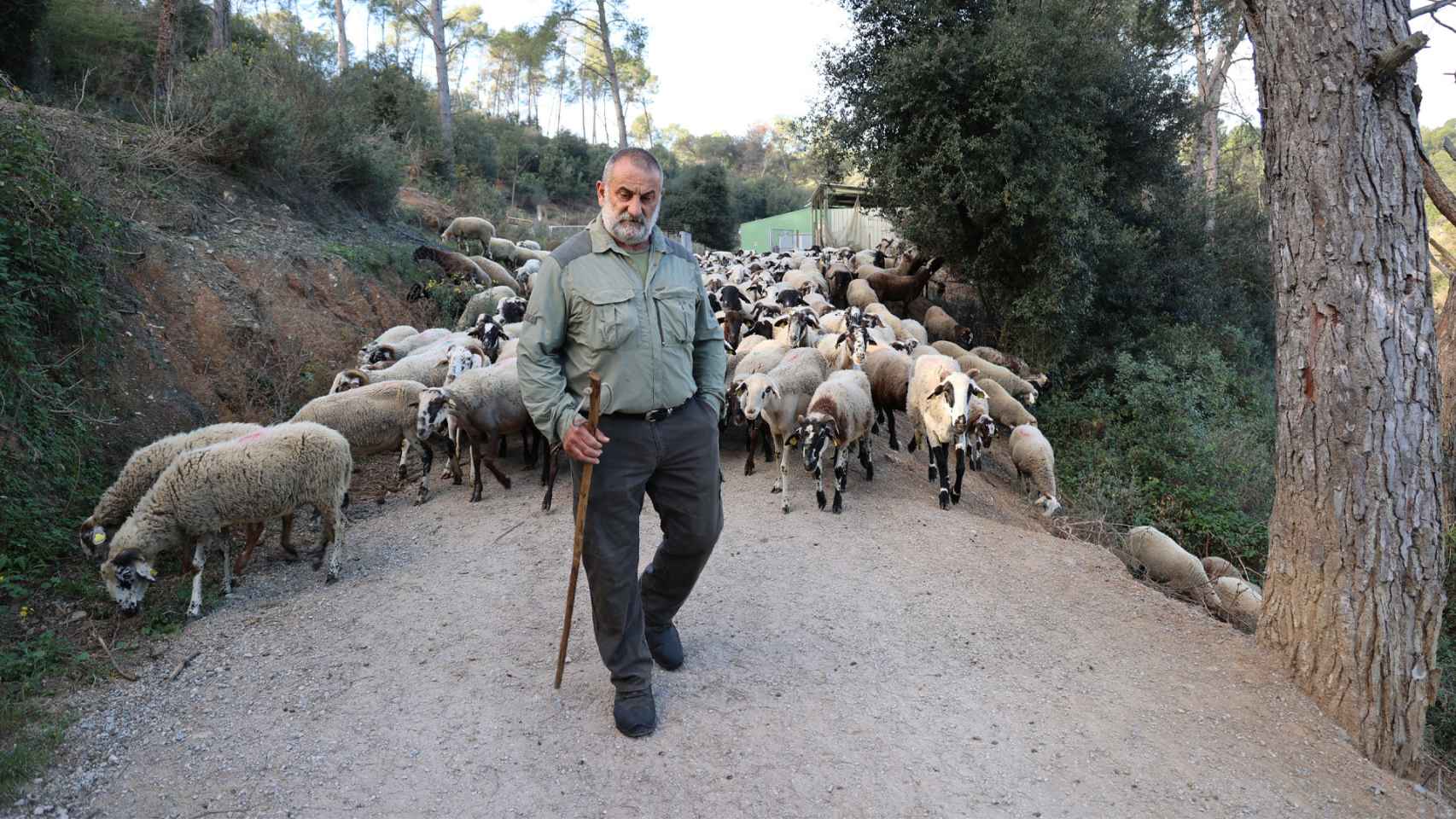 José Montoya pastoreando sus ovejas en Collserola