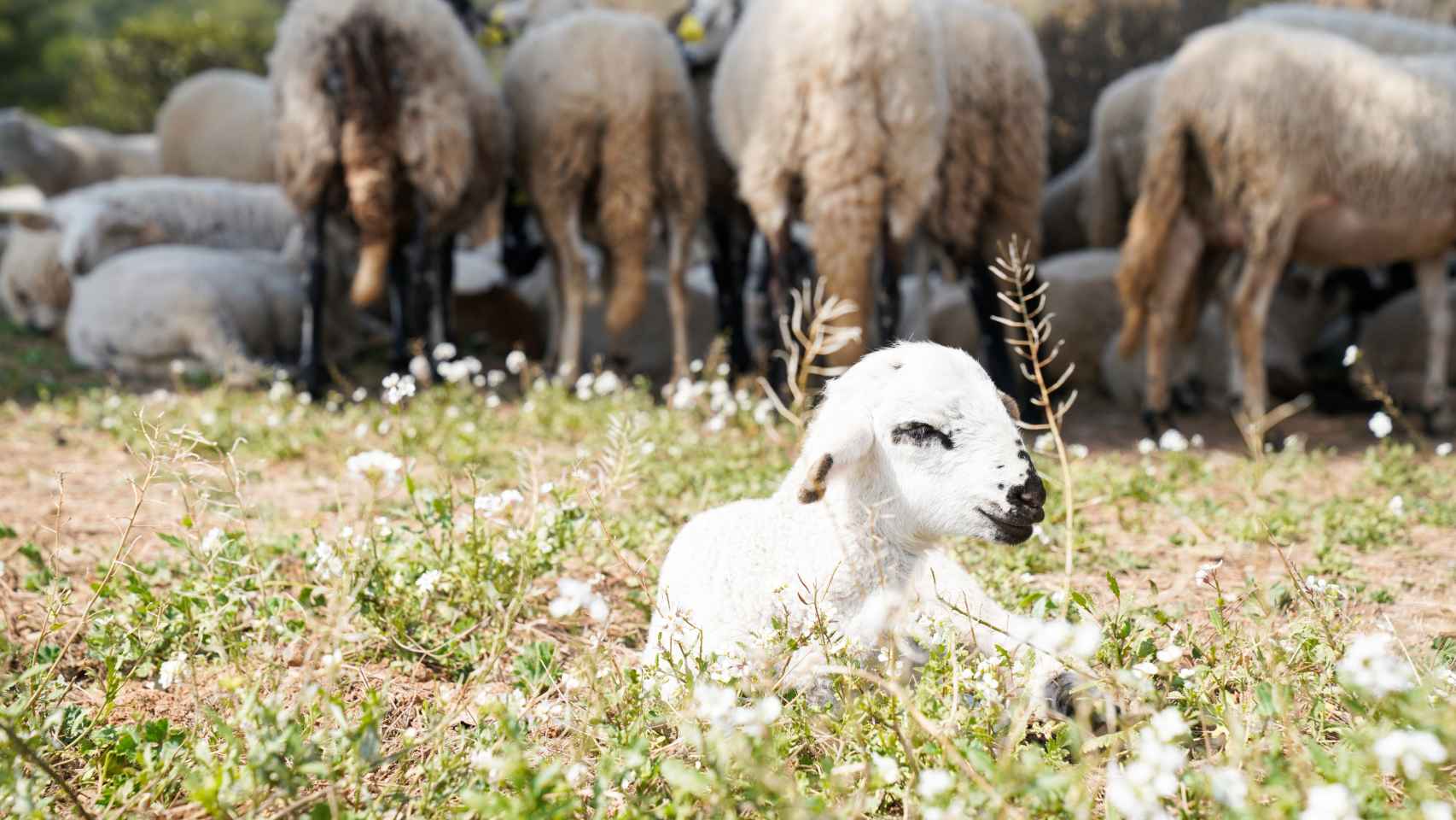 Ovejas pastoreando en un campo de Collserola
