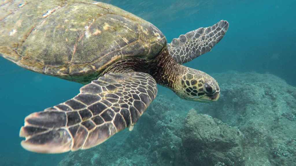 Una tortuga Caretta caretta en una imagen de archivo