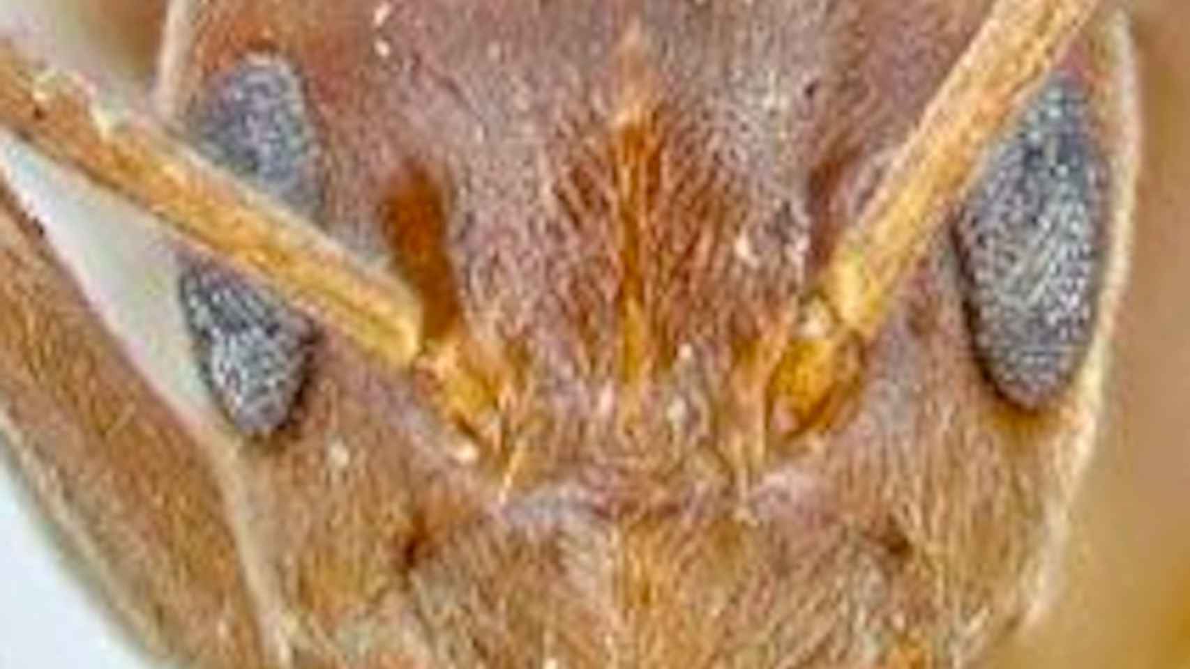 Un ejemplar de hormiga loca