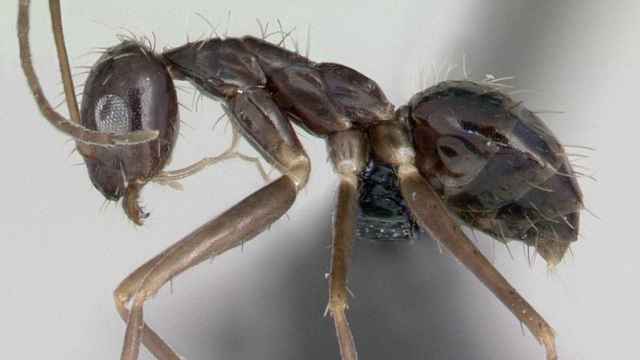 Un ejemplar de hormiga loca en una imagen de archivo