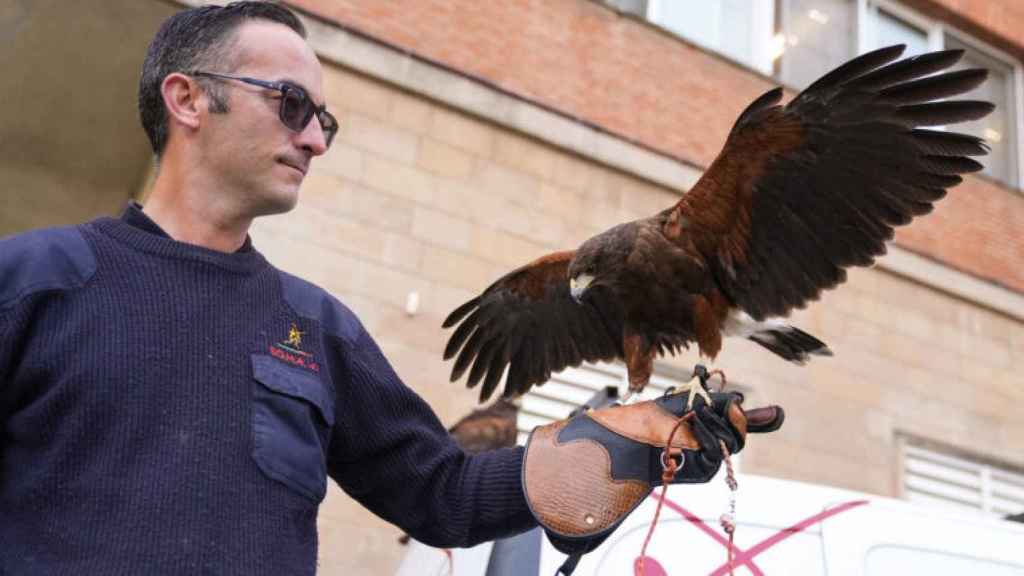 Uno de los técnicos con un halcón aposentado en su brazo