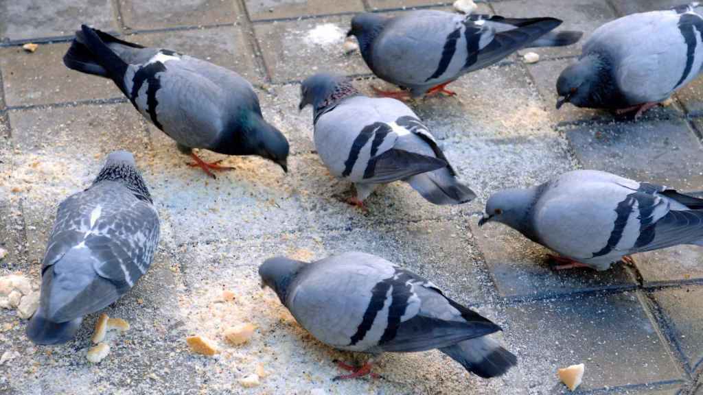 Palomas comiendo migas de pan que les han echado los alimentadores