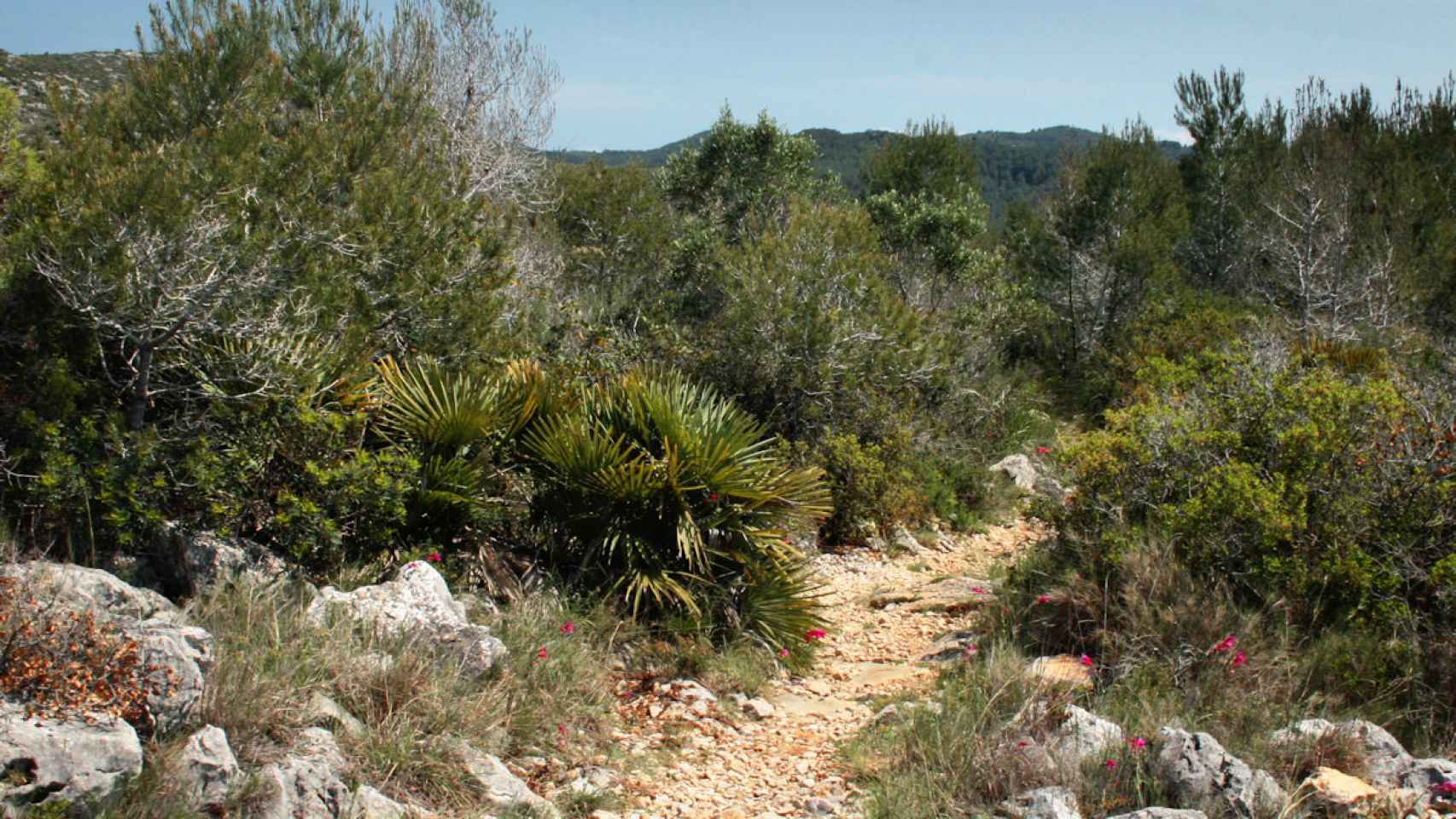 Un camino del Parque Natural del Garraf