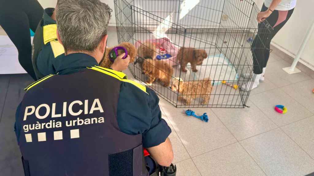 Los cachorros rescatados por la Guardia Urbana