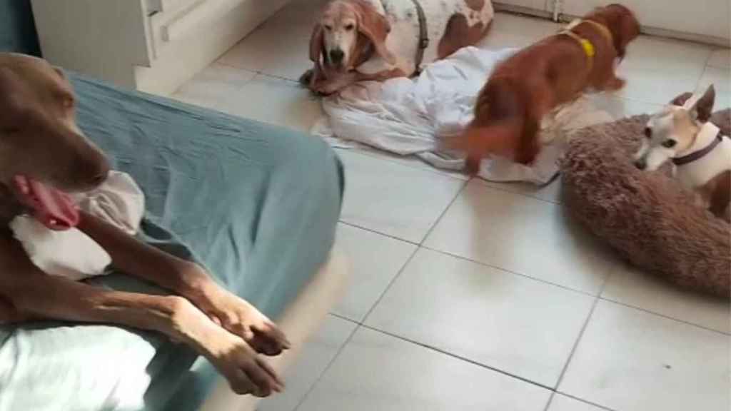 Imagen de cuatro perros en casa de la okupa en el Eixample