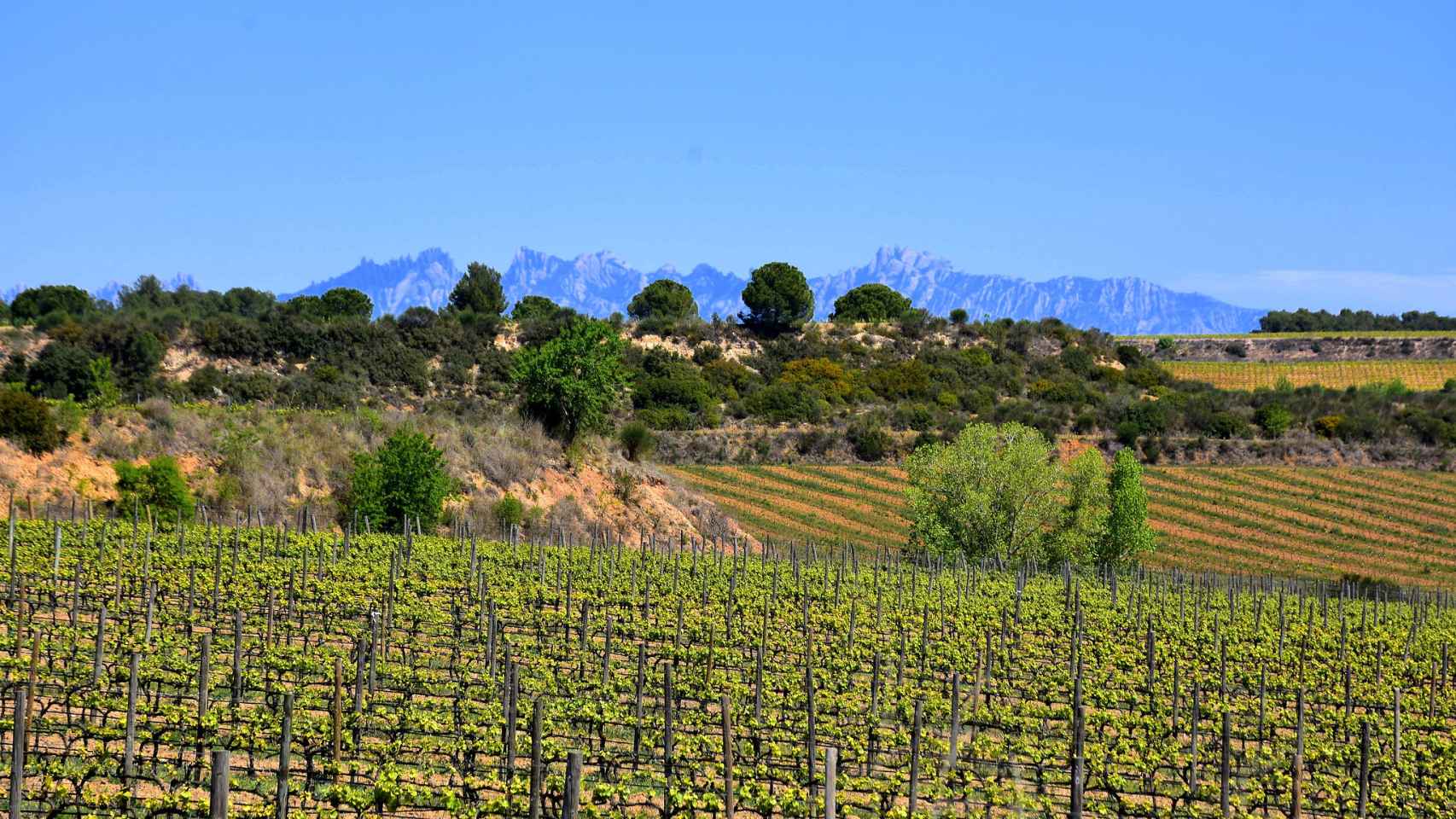 Las viñas de Sant Sadurní d'Anoia