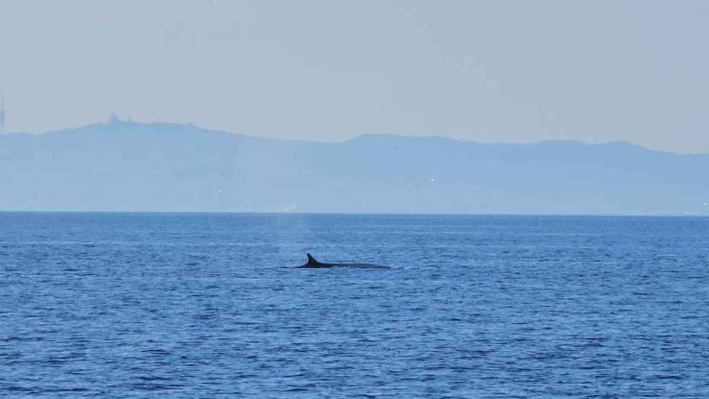 Avistamiento de una ballena en la costa de Barcelona