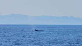Avistamiento de una ballena en la costa de Barcelona