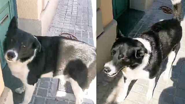 Drac, el perro de Badalona que busca hogar tras la muerte de su dueño