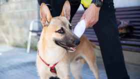 Fénix, el perro maltratado de Sant Boi rescatado por la Policía Local