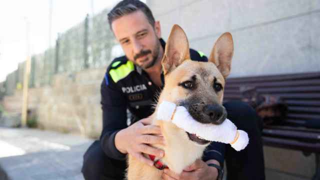 Fénix, el perro rescatado por la Policía Local de Sant Boi, con Ferrán Navarro