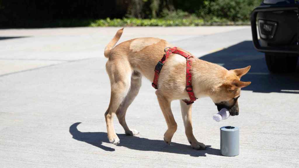 Fénix, el perro rescatado por la Policía Local de Sant Boi