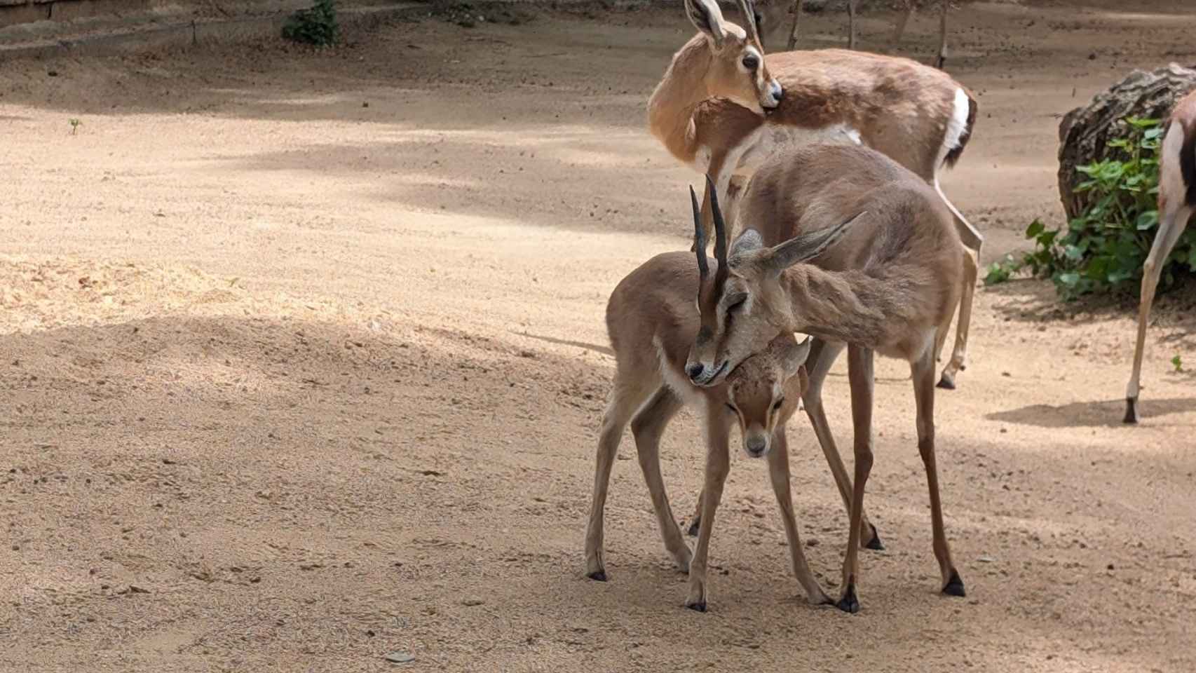 Diversas gacelas dorcas en el Zoo de Barcelona