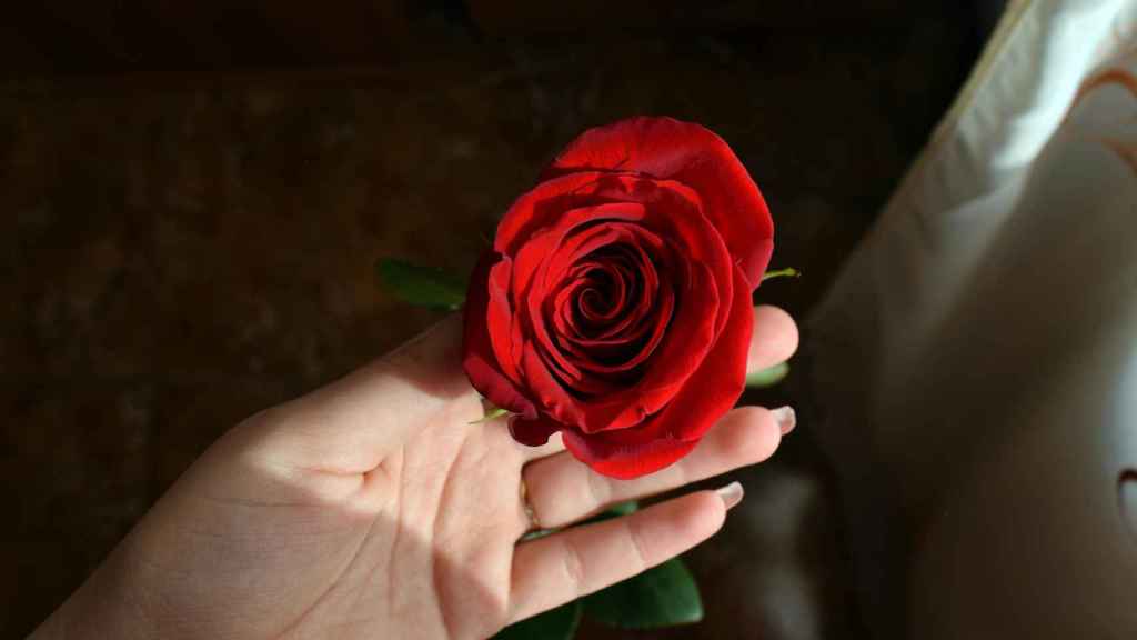 Una rosa roja en una imagen de archivo