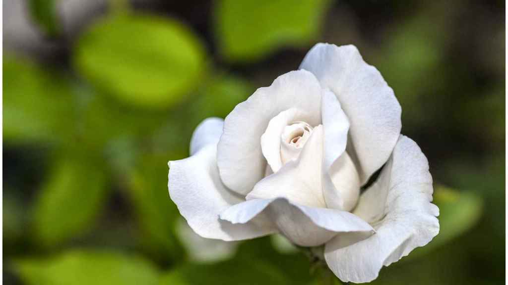 Una rosa blanca en una imagen de archivo