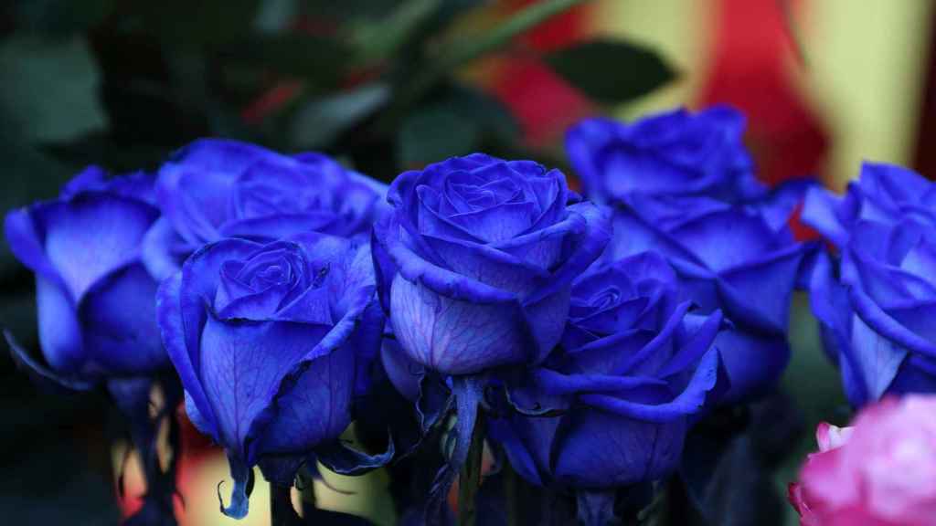 Rosas de color azul en una imagen de archivo