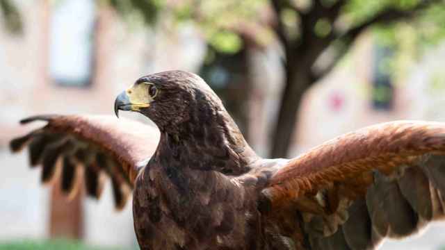 Así utiliza Barcelona las águilas y halcones para acabar con las palomas en les Corts