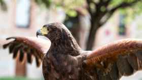 Así utiliza Barcelona las águilas y halcones para acabar con las palomas en les Corts