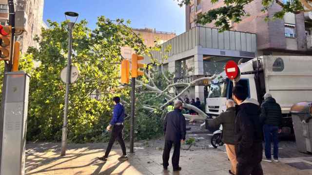Cae un árbol de grandes dimensiones en pleno centro de L'Hospitalet de Llobregat