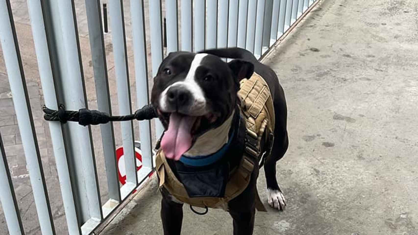 Abandonan en Santa Coloma a un perro atado junto a la biblioteca de Fondo