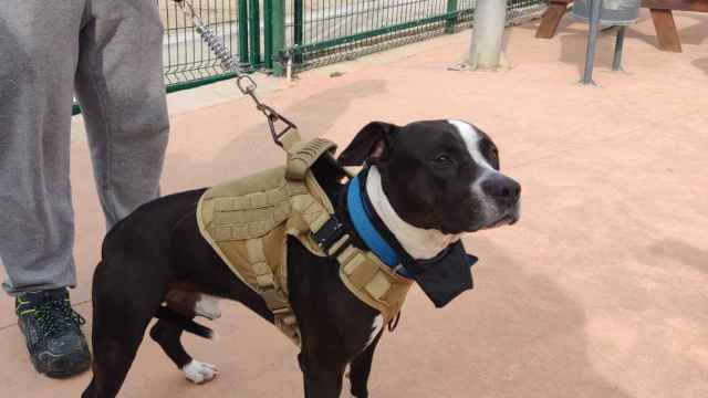 Un perro abandonado en Santa Coloma en una imagen de archivo