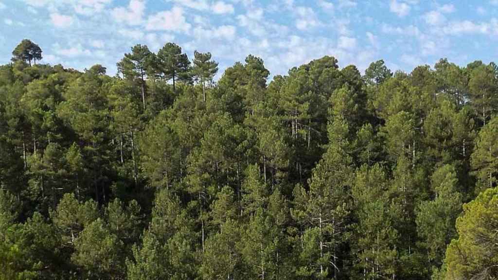 Bosques del Tardà