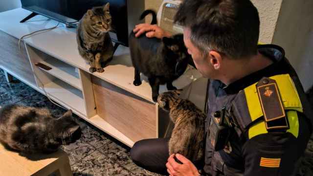 La Guardia Urbana rescata a 14 gatos en condiciones sanitarias deplorables en una vivienda de Barcelona