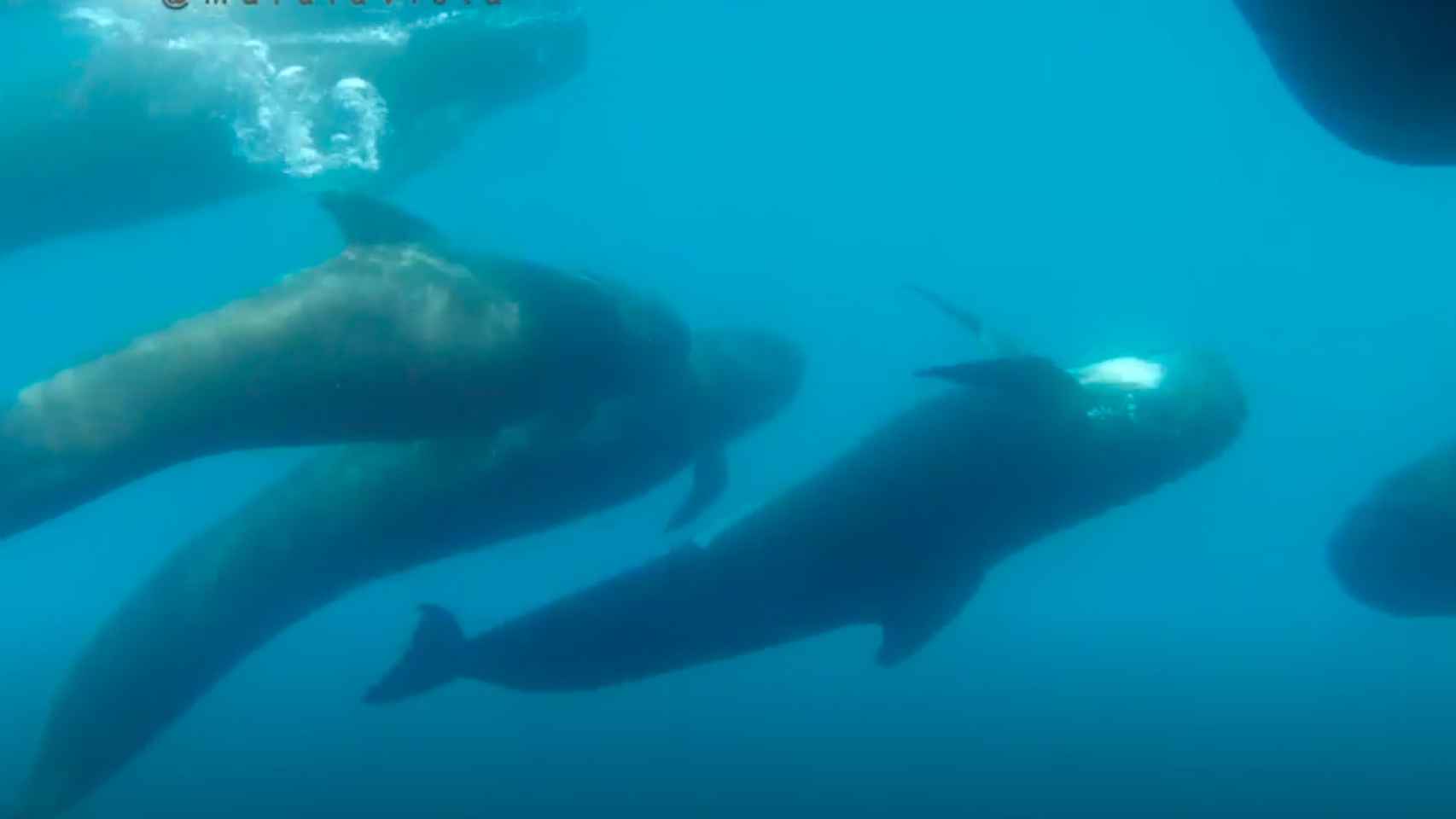 Avistados un grupo de calderones en las aguas de Barcelona