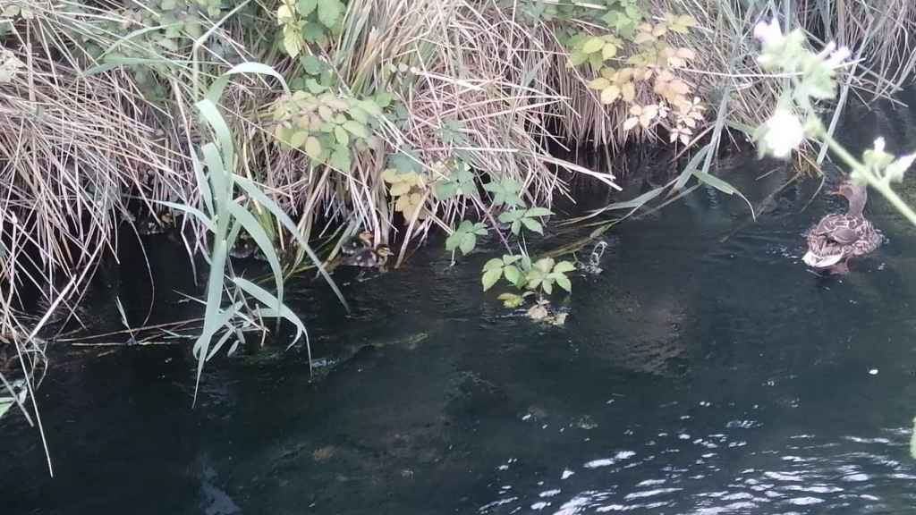 Patos nadando en el Rec Comtal de Barcelona y Montcada