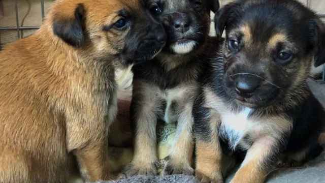 Tres cachorros del refugio de animales de Viladecans