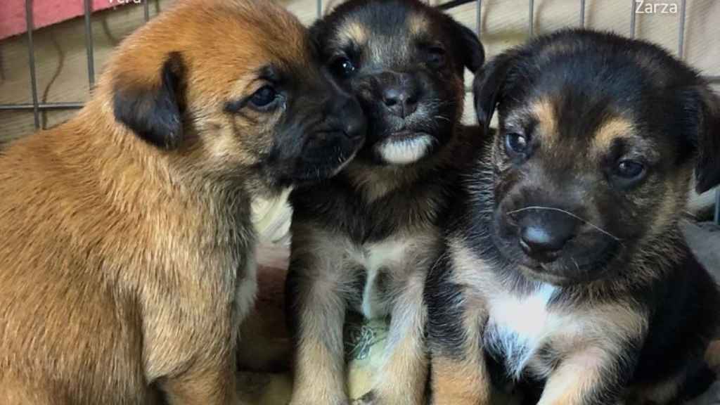 Tres cachorros del refugio de animales de Viladecans