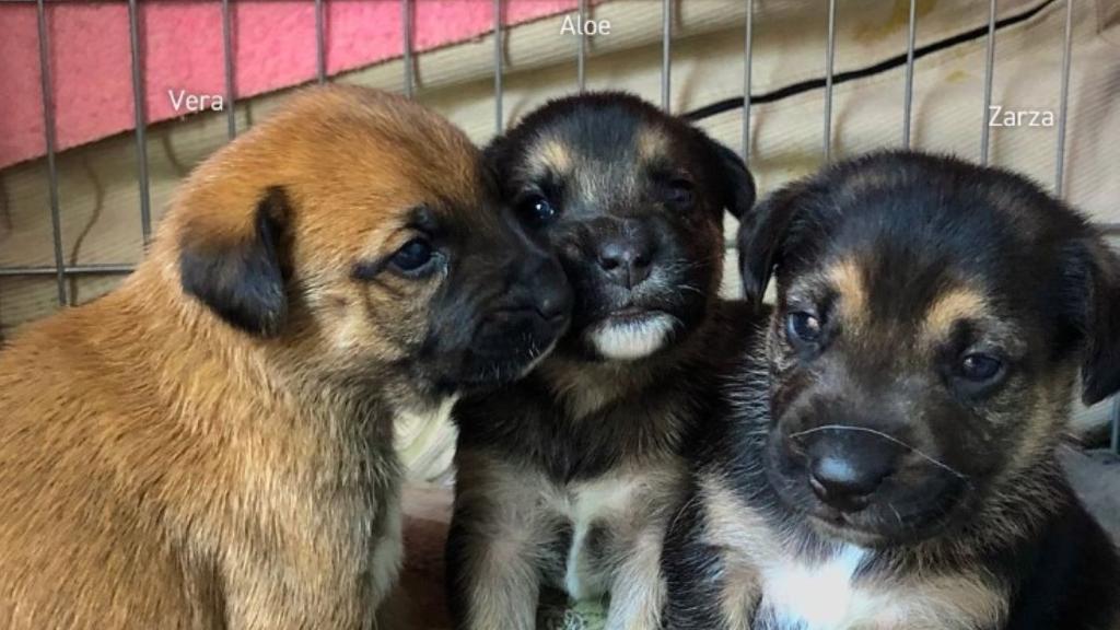 Tres cachorros del refugio de animales de Viladecans