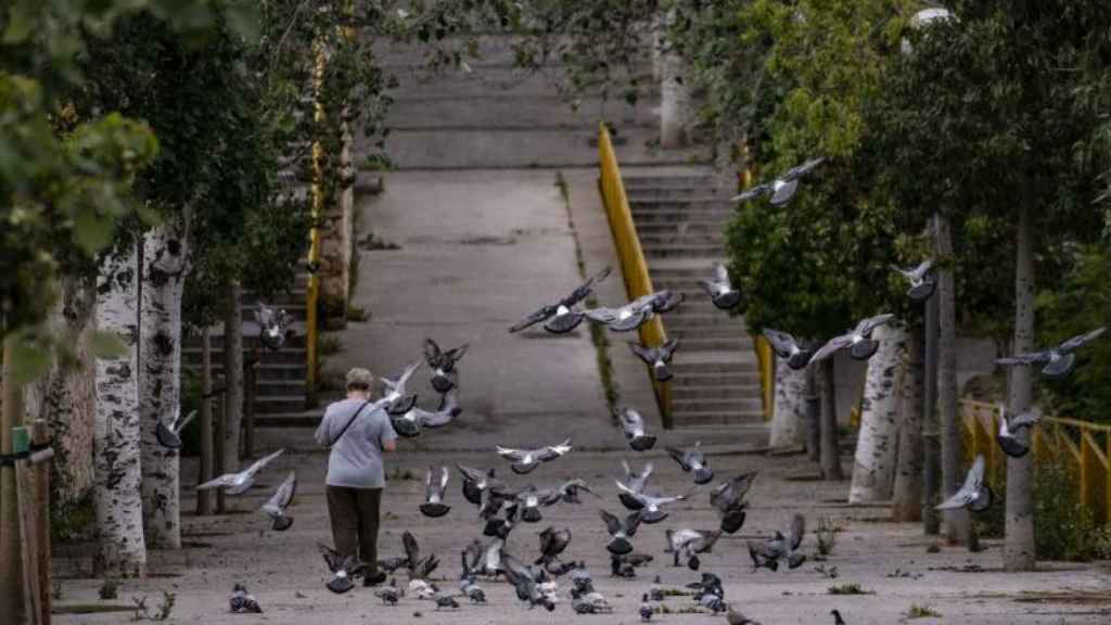 Imagen de múltiples palomas en una calle de Barcelona