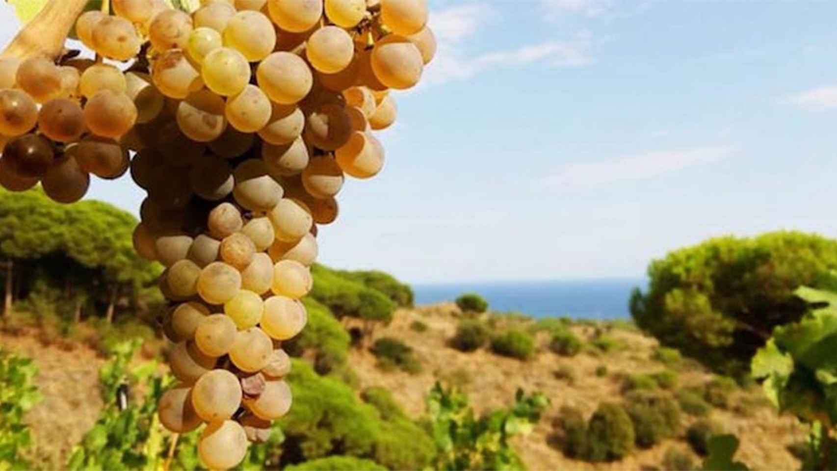 Viñedos de Alella sobre el mar Mediterráneo