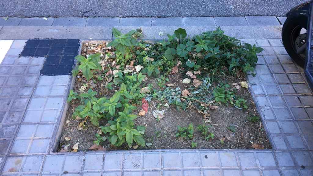 Alcorque sin árbol en La Maternitat