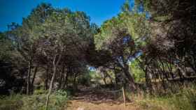 El bosque Can Camins del Prat de Llobregat