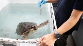 El CRAM, el hospital del Prat de tortugas marinas donde se rehabilitan para regresar al mar