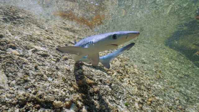 Un ejemplar de tintorera en una imagen de archivo