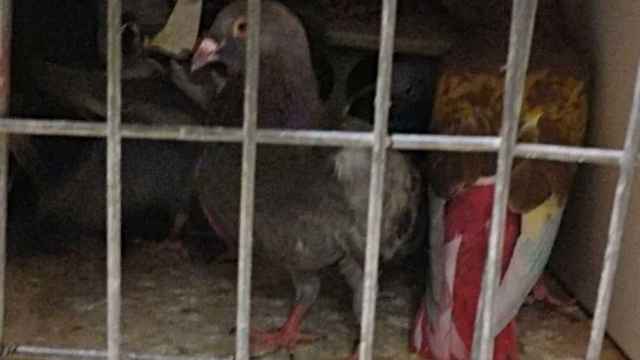 Palomas de competición recuperadas por la policía de Santa Coloma